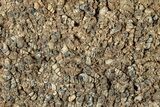 Fossil Freshwater Snails (Elimia) In Limestone - Wyoming #325730-5